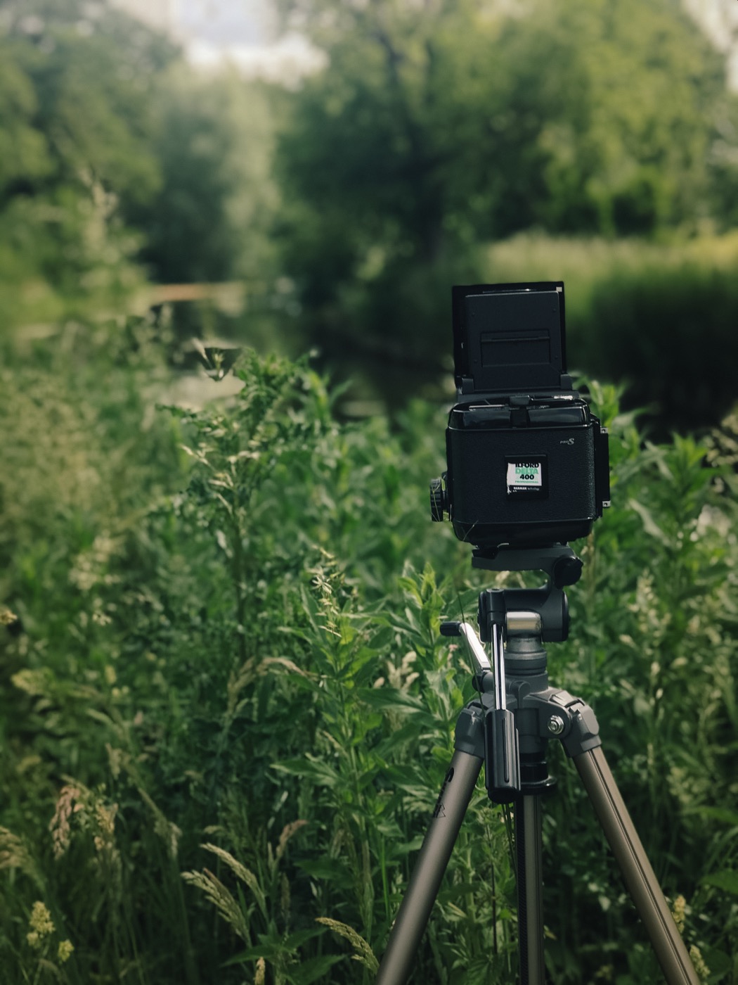 A camera on a tripod set up in lush outdoor greenery