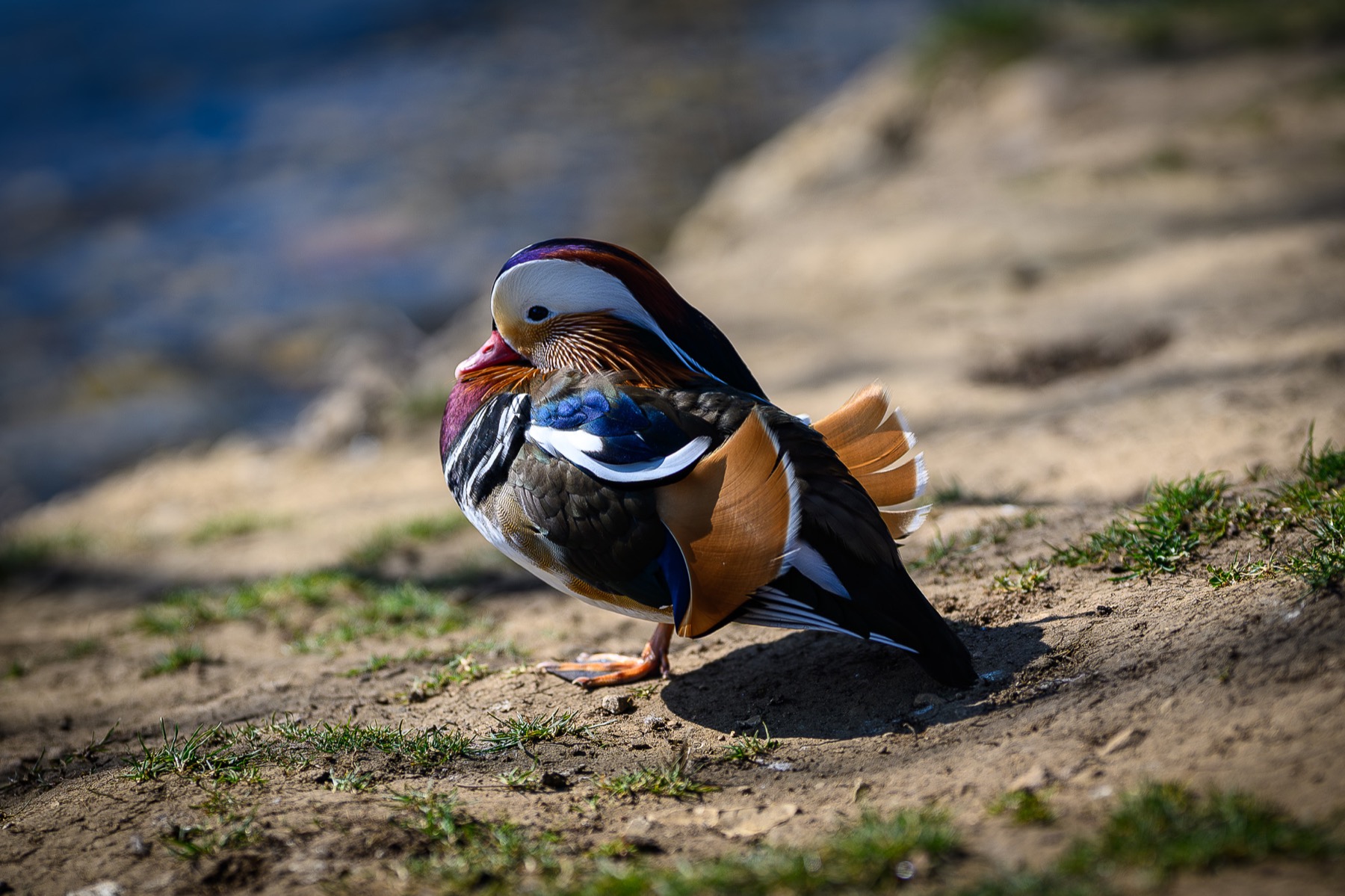 A mandarin duck standing near the River Slea by Cogglesford Mill.
