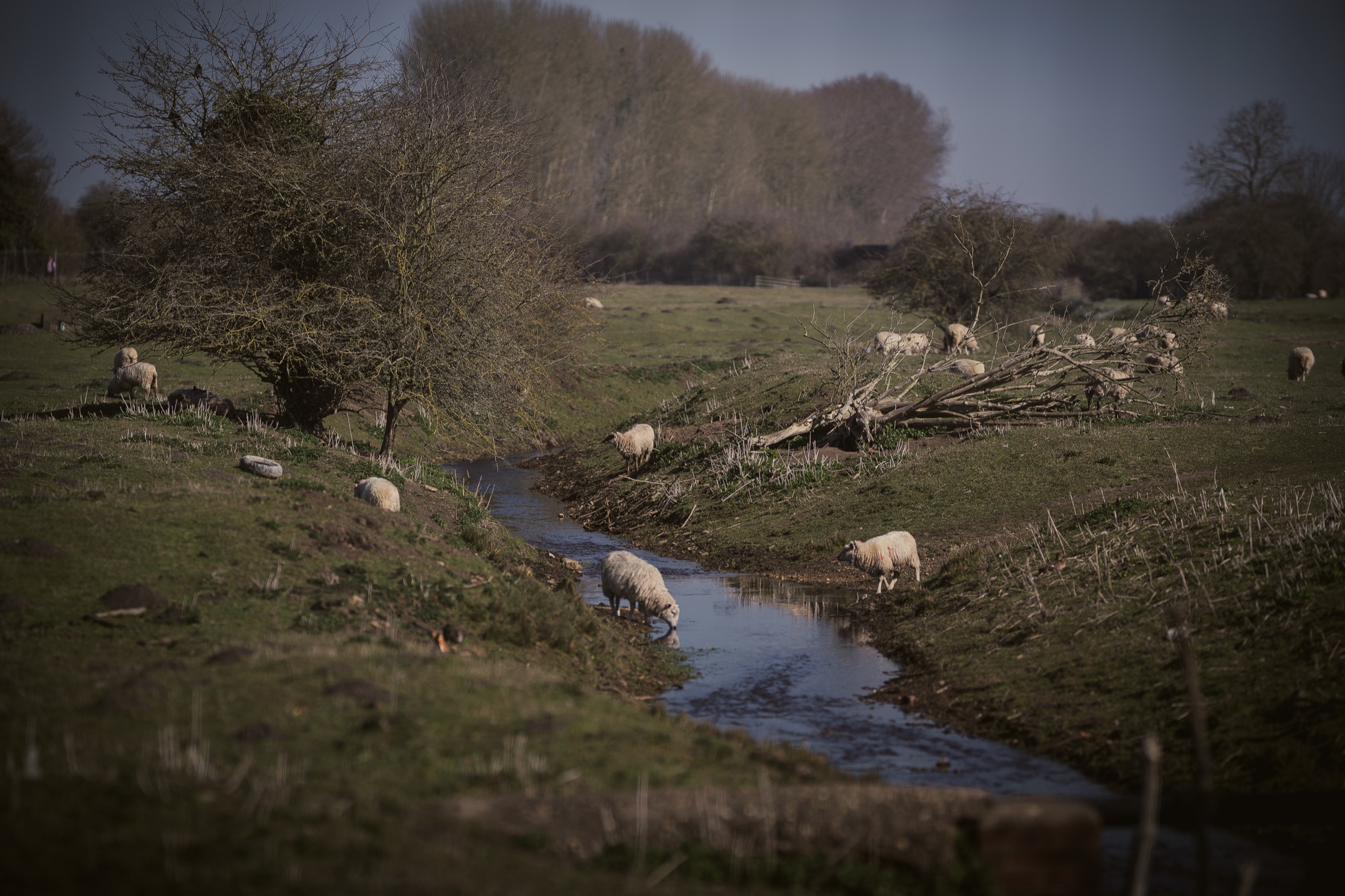 The River Slea running through open land with sheep nearby.