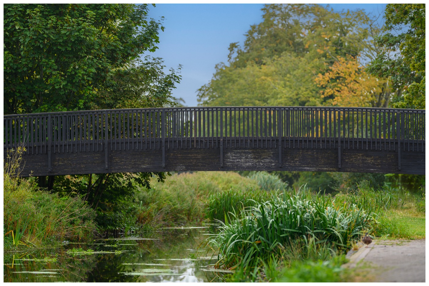 A small bridge over the River Slea, framed by dense green foliage and water lilies, bright and colourful.