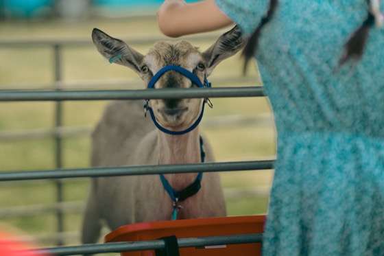 Close view of a goat wearing a blue halter at an outdoor event.