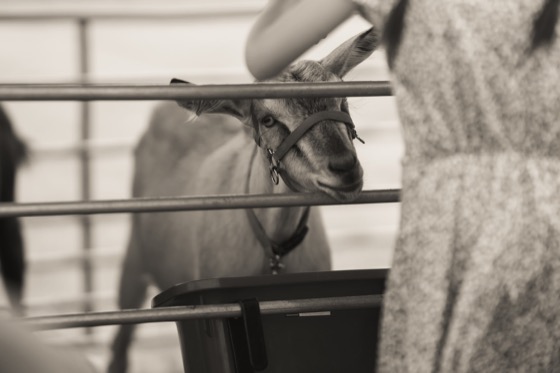 A goat looking through the rails of a pen at an outdoor event.