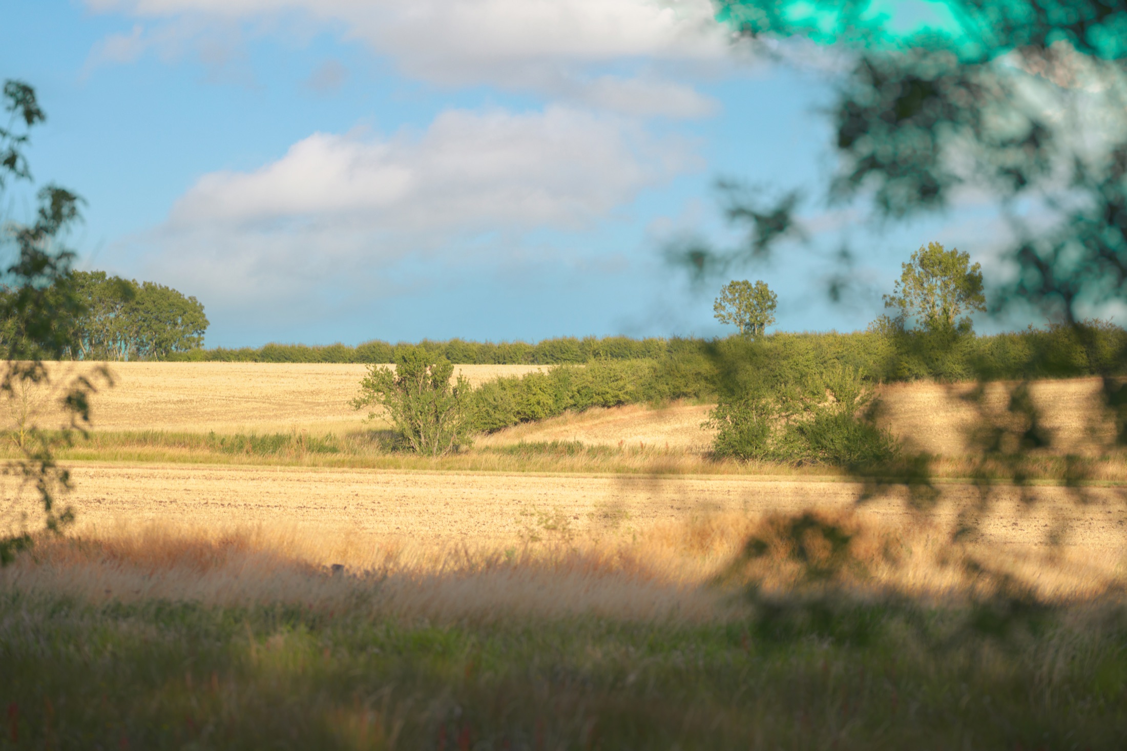 Harvested Lincolnshire fields and hedgerows in warm evening light beneath a blue sky.