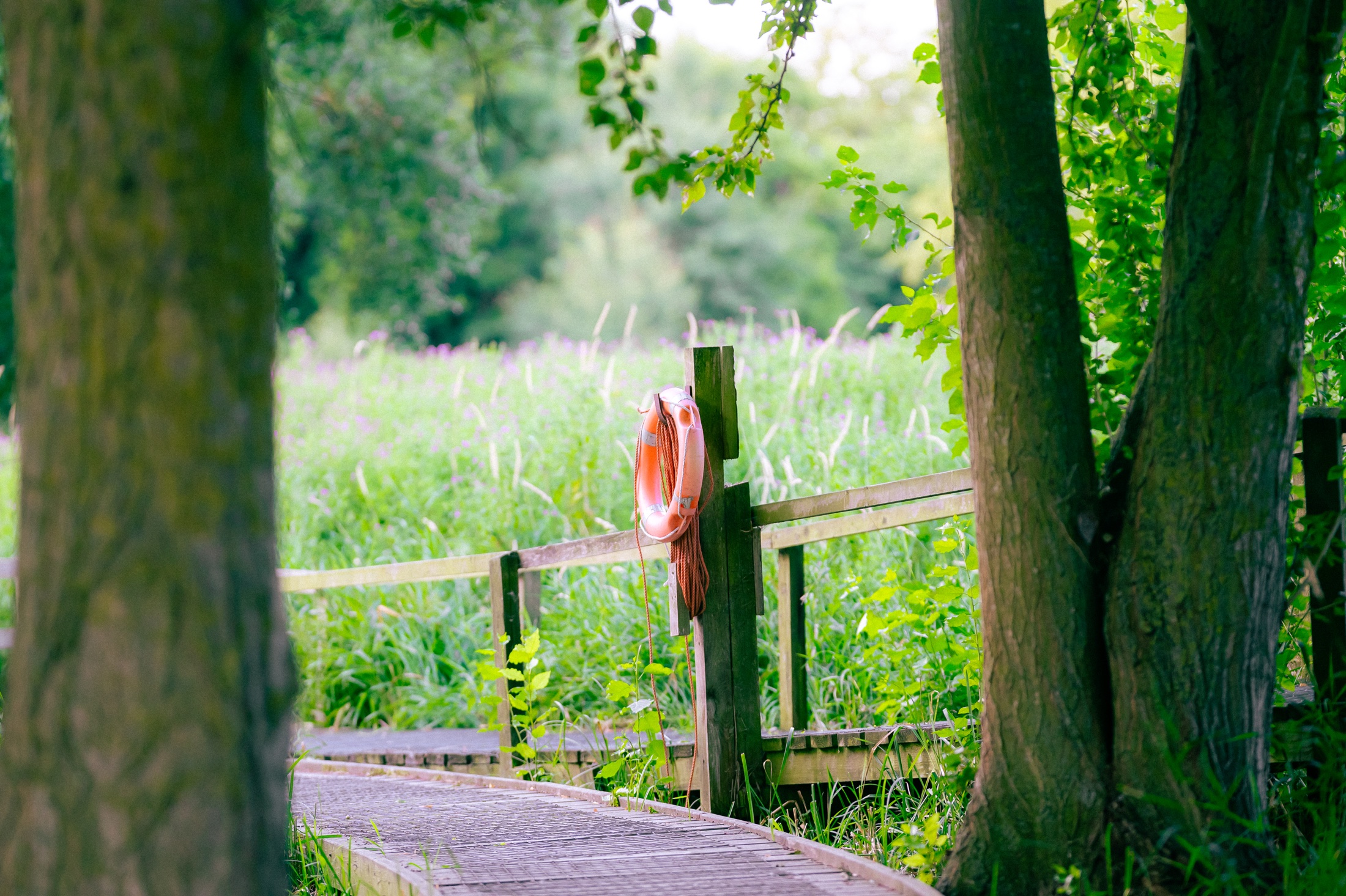 A riverside boardwalk passing through trees beside an orange life ring and a summer meadow.