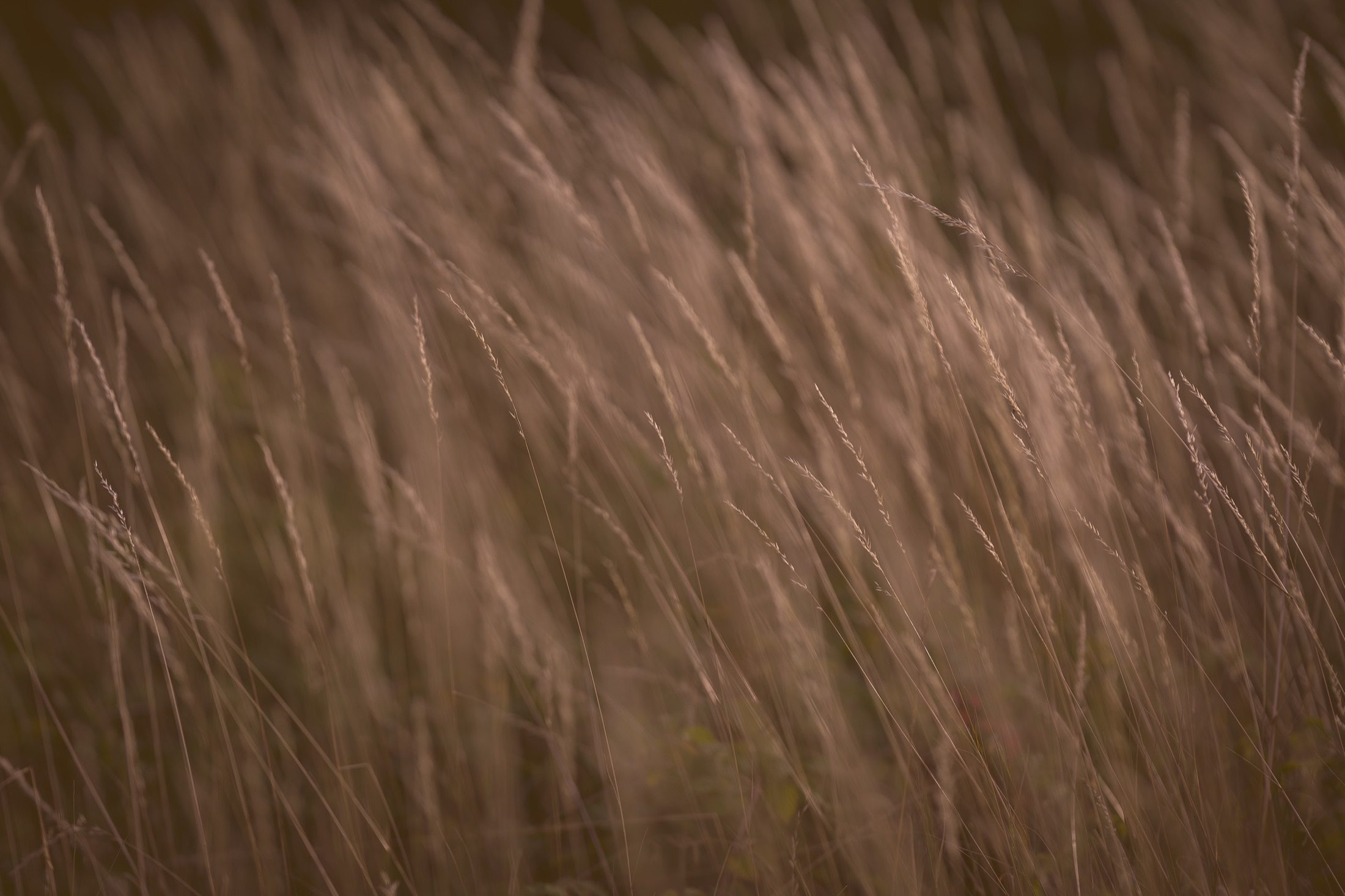 A field of long grass and fine seed heads turning gold in the evening.
