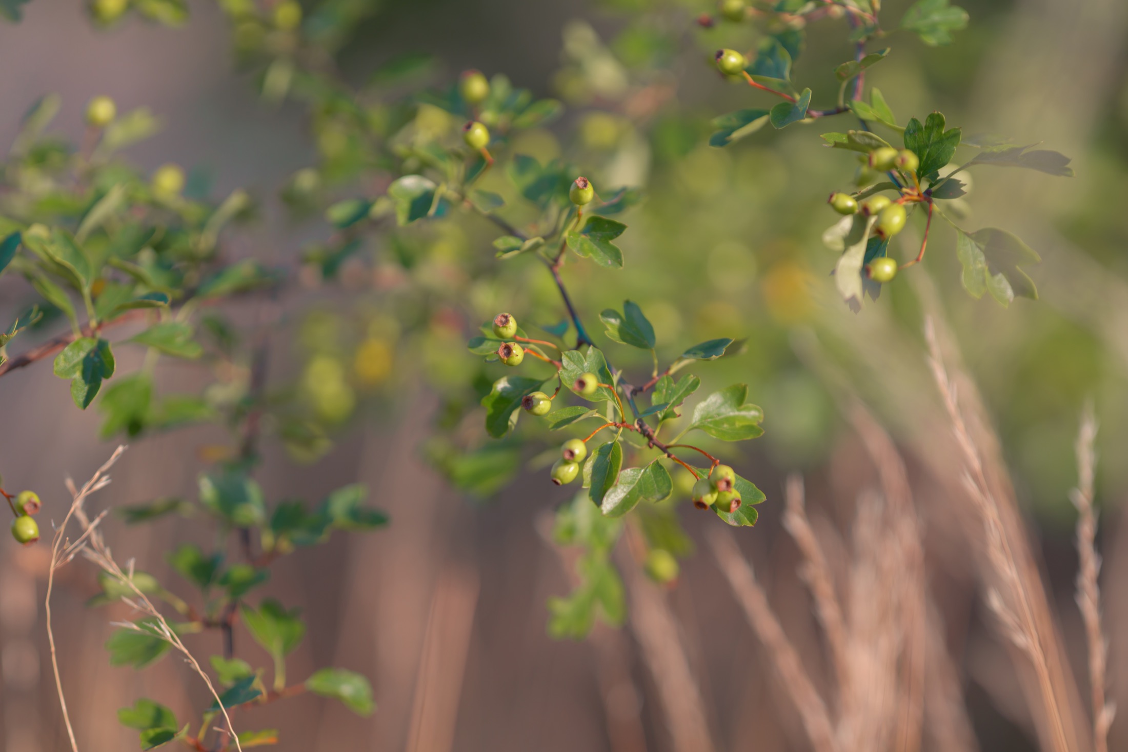 Small green hawthorn fruit and leaves catching the low evening sun.