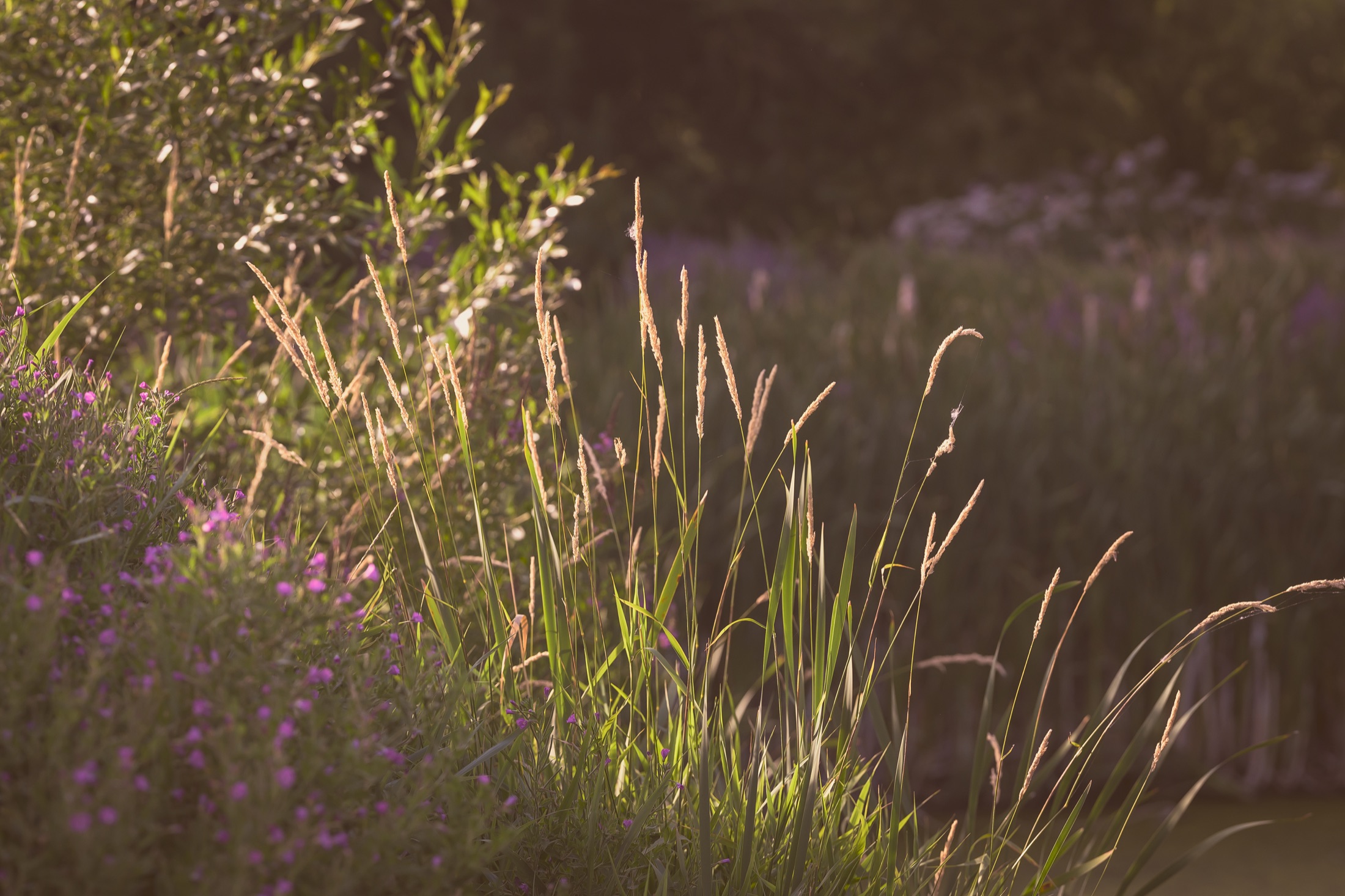 Reeds and small purple wildflowers glowing in warm light beside dark river water.