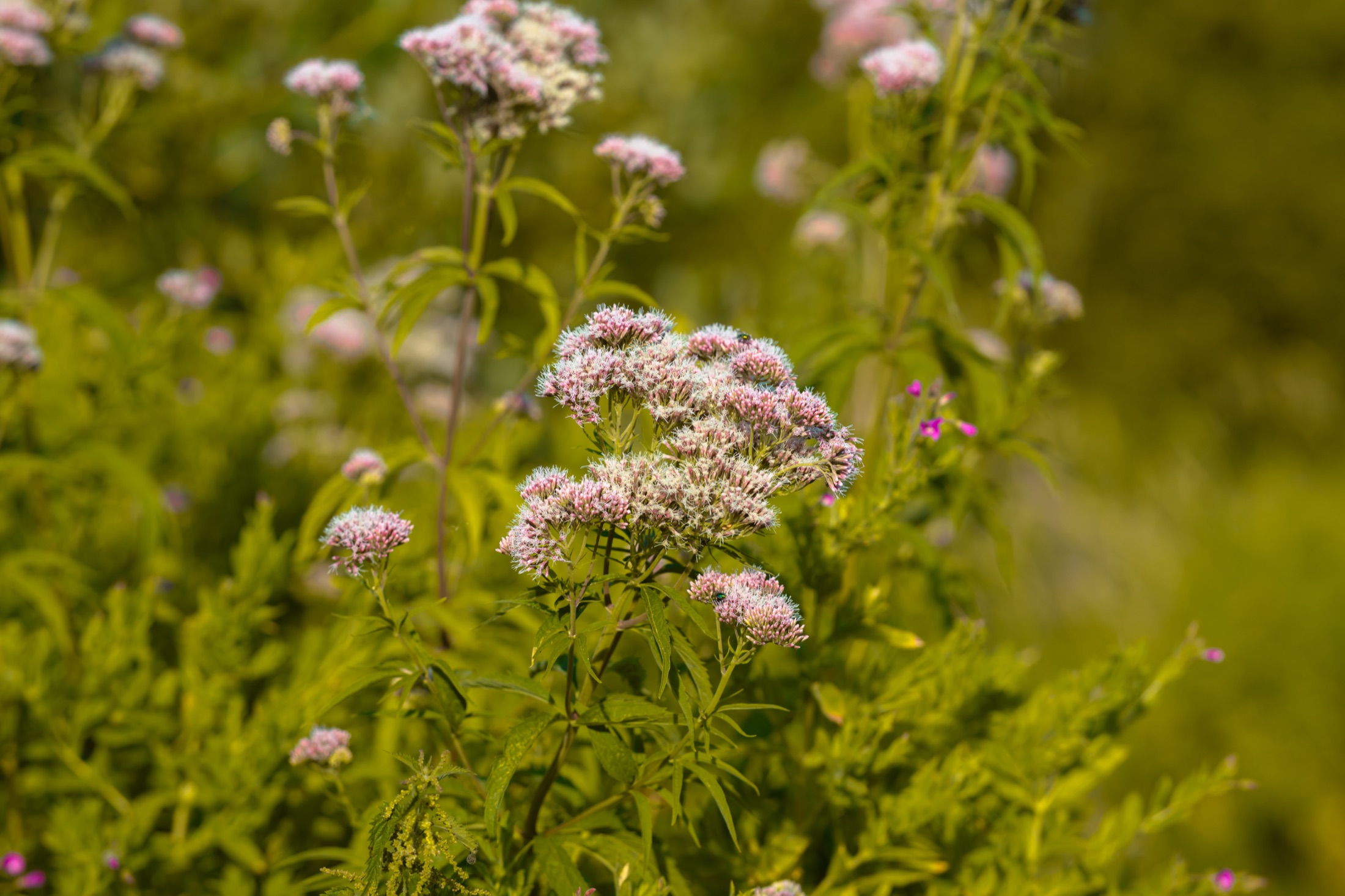 Pink and white summer flower heads rising among dense green riverside plants.