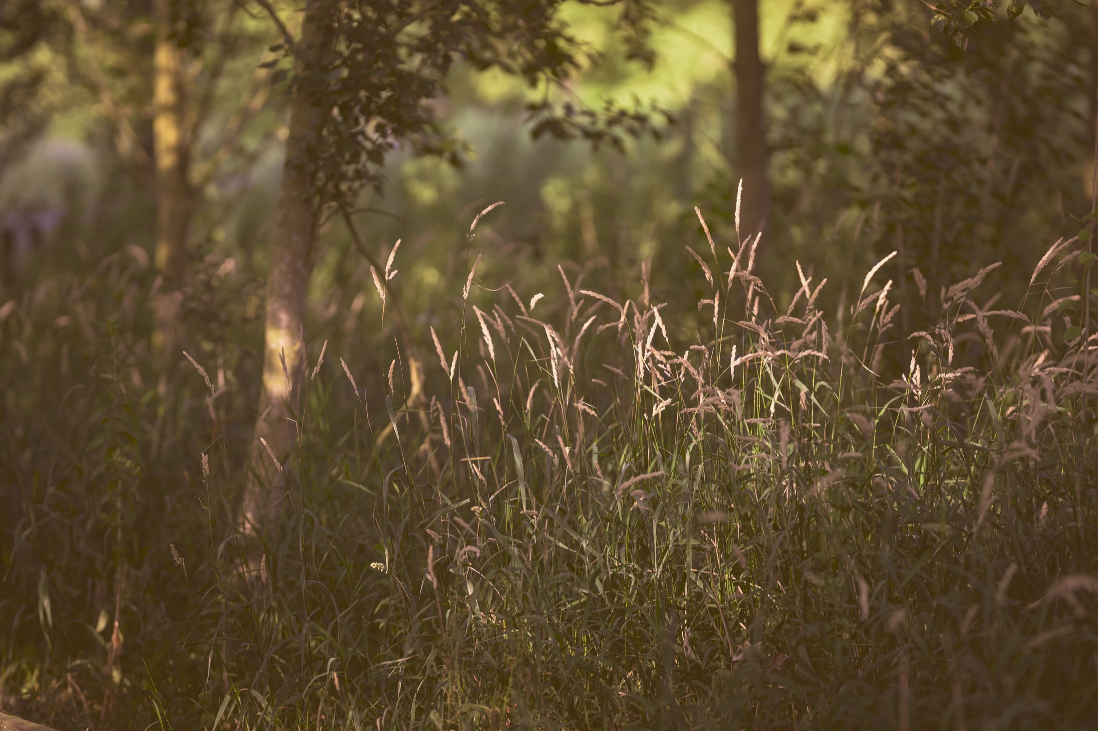 Tall grasses catching shafts of evening light beneath riverside trees.