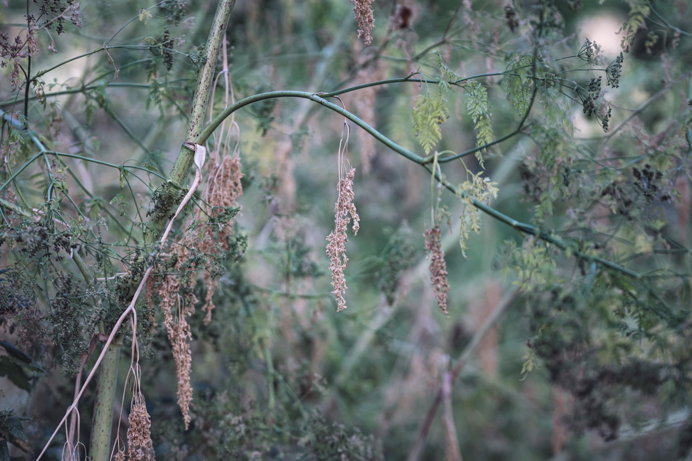 Arching stems and seed heads forming a layered tangle of soft green beside the river.