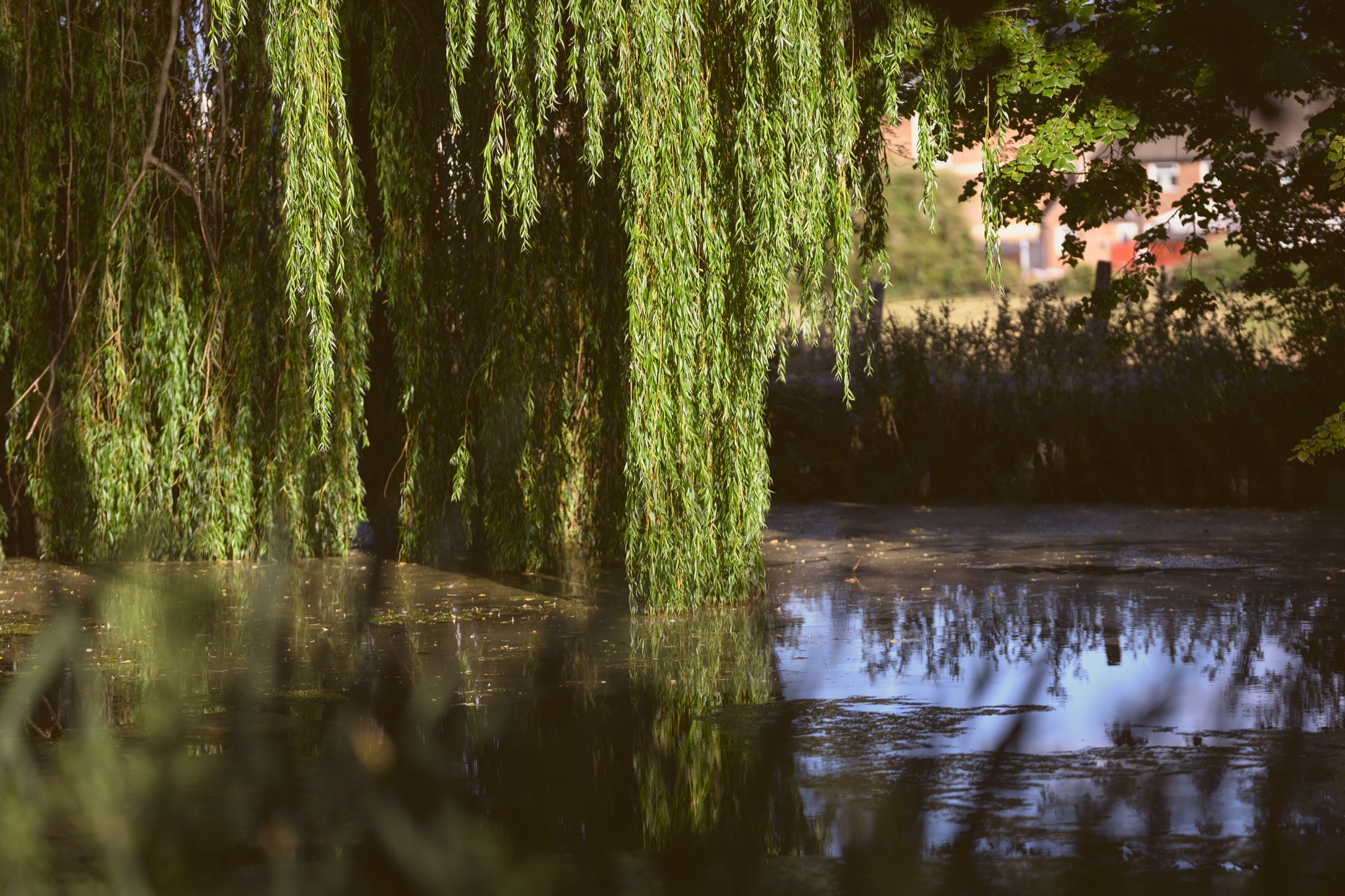 Long willow branches hanging over still water and reflected in the River Slea.